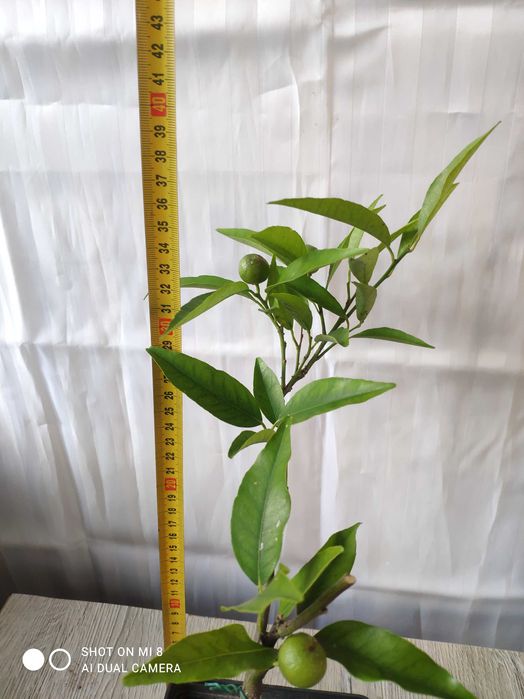 мандарин "Сентябрьский" с плодами