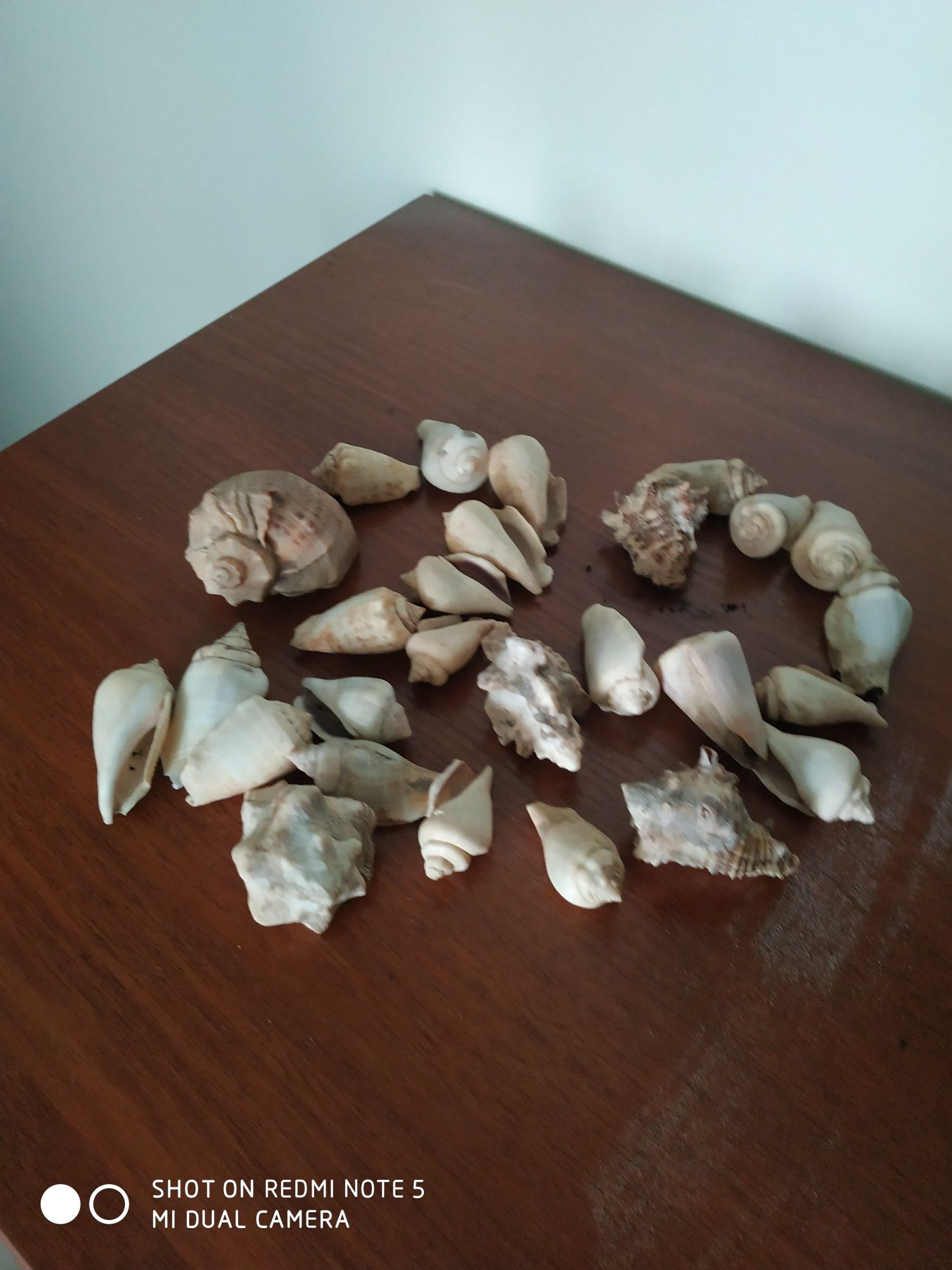 Продам ракушки разные