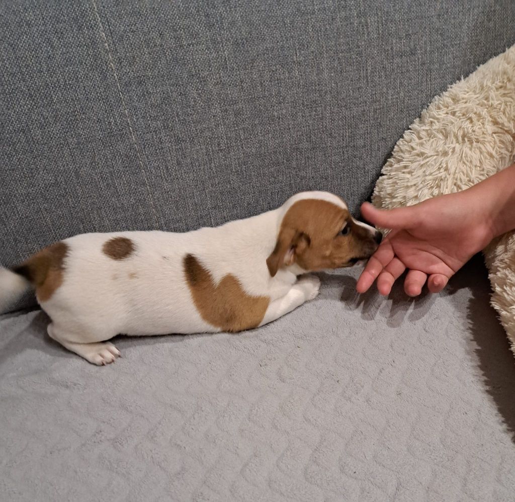 Jack russell terrier