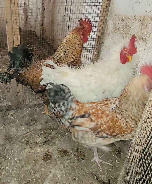 Koguty wiejskie, kogutki