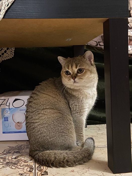 Котик золотиста шиншила на вʼязку (Закарпатська обл)