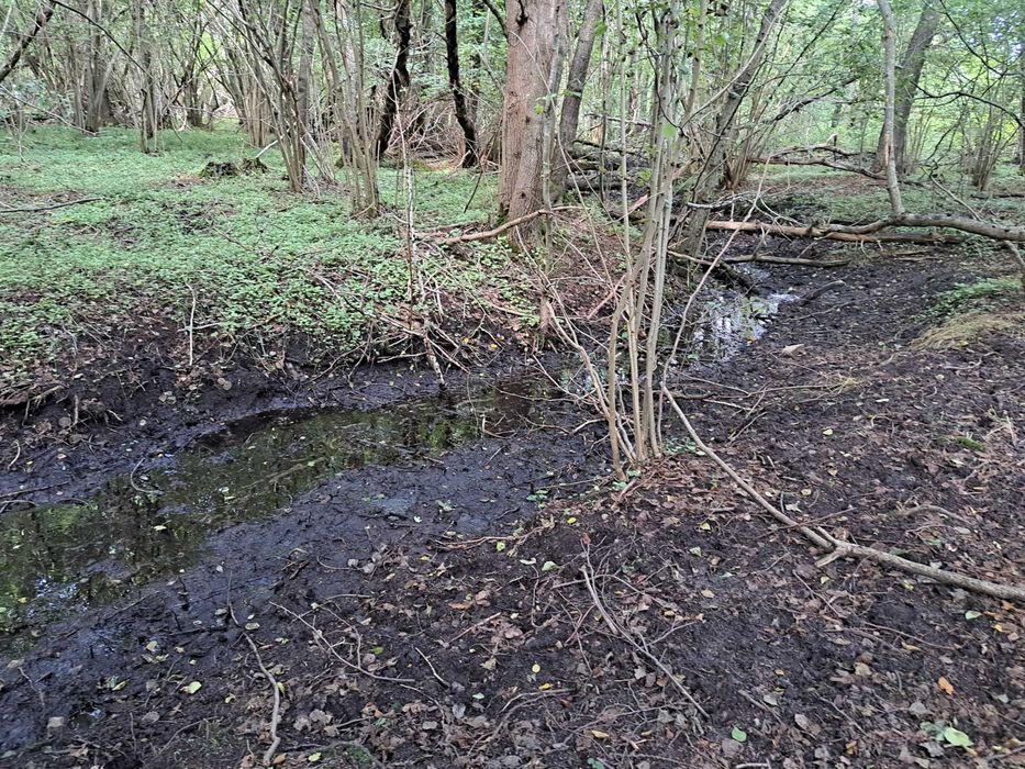 Działka leśna 11800m2 w Gniewinie