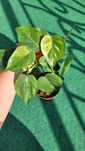 Philodendron Hederaceum Variegata