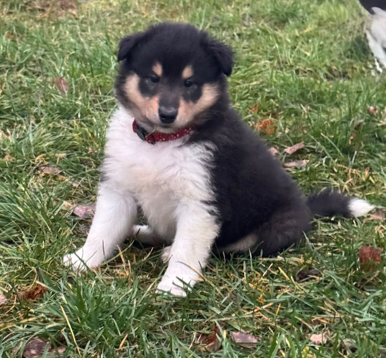 Owczarek Szkocki Długowłosy FCI - typ amerykański