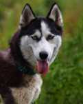 Jagódka, młoda, aktywna suczka husky szuka domu - adopcja