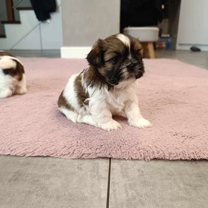 Reproduktor Shih tzu z rodowodem