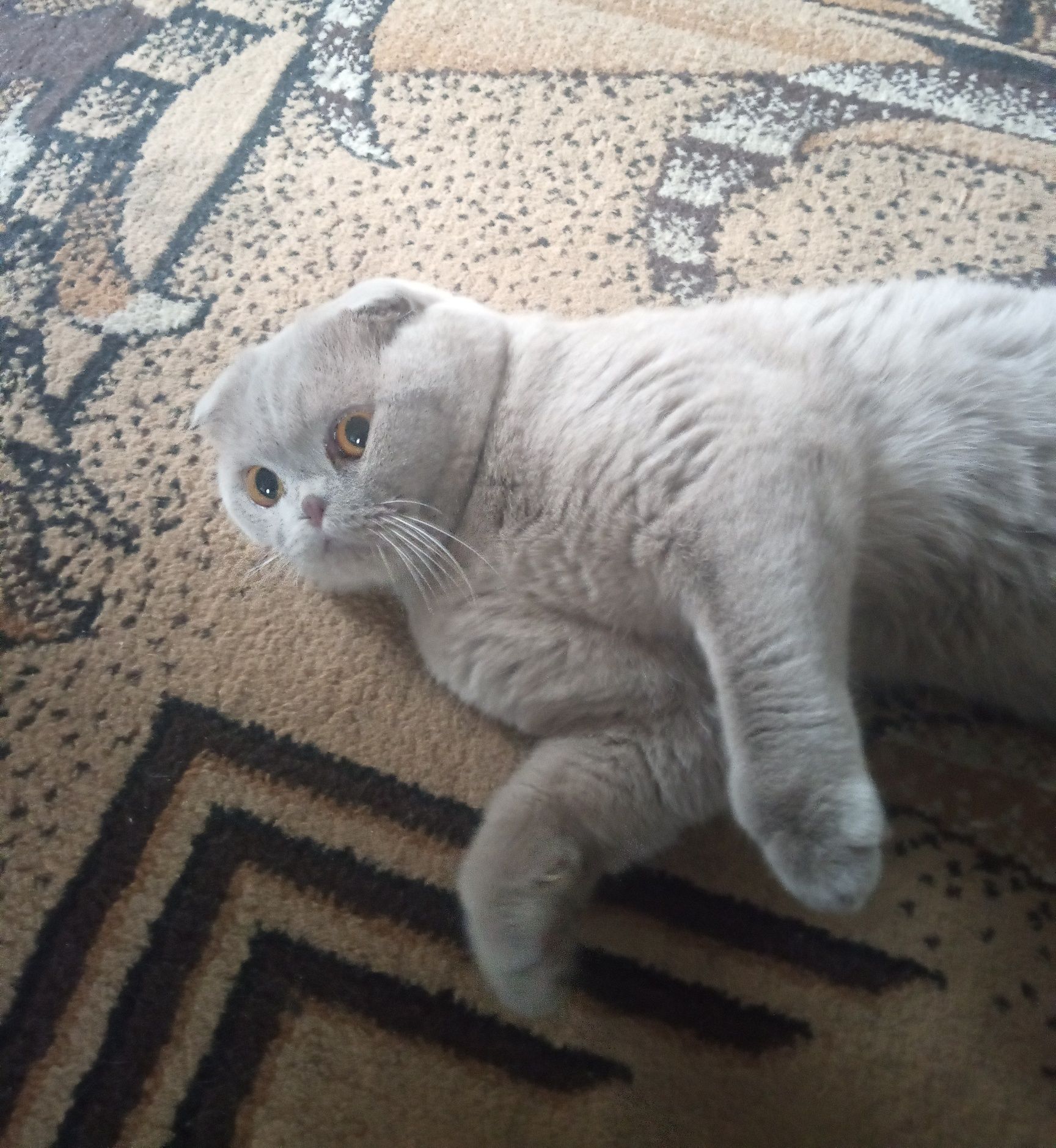 Кот для вязки! Ищем подругу )