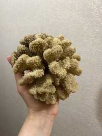 Коралл океанический натуральный декор в дом или в аквариум