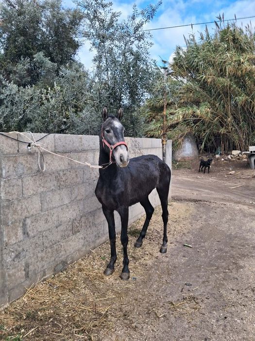 Poldro PSL pais pontuados