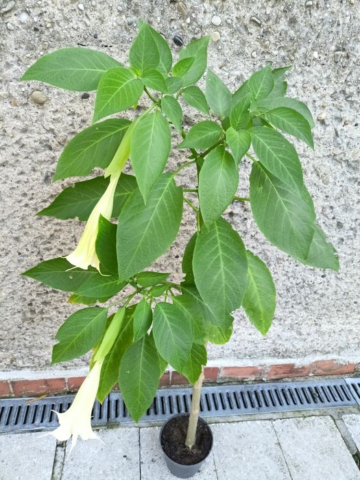 Datura biała, różowa, kwitnąca 4-letnia, wysokości 130 cm - bieluń