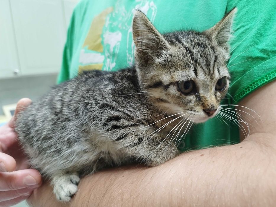 Kociaki polecają się do adopcji