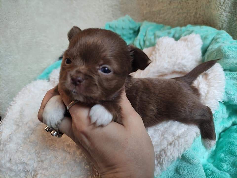 Malutki Enrico. Chihuahua długowłosy czekoladowy.Matka pochodzenieZkwp