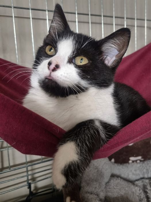 Cudny kocurek Piotruś szuka domu