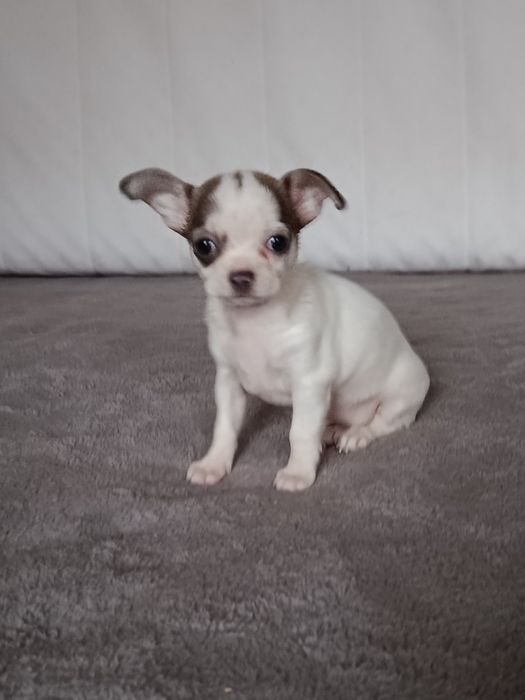 Очаровательная чихуахуа девочка