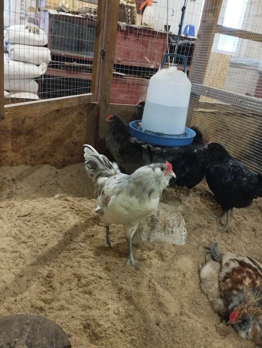 Півень Амераукан