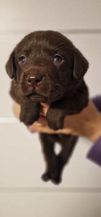 Labrador retriever samiec  z rodowodem