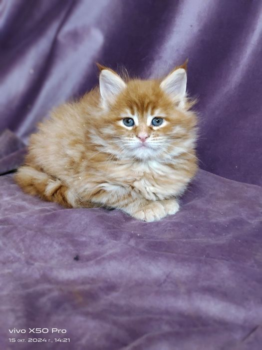 Ласковые мейнкунчики