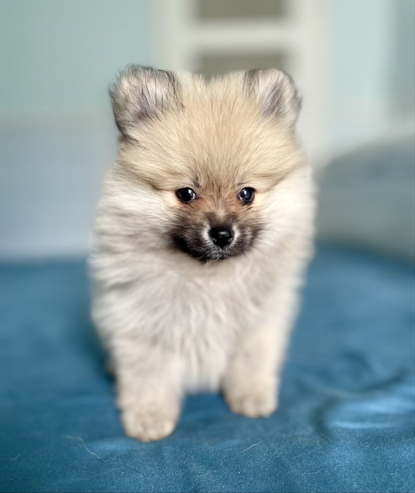 Szpic miniaturowy/pomeranian/sunia