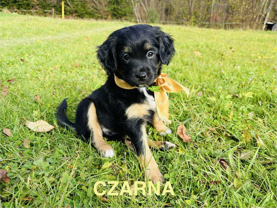 Rika  Asa Seniorita Czarna