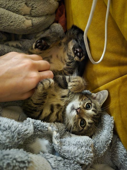 Kociak Fortnajt do adopcji