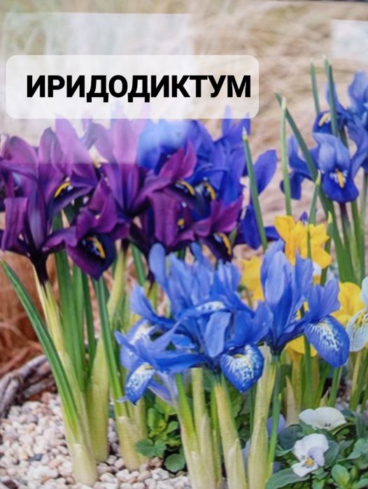 Безвременник   иридодиктум, молодило