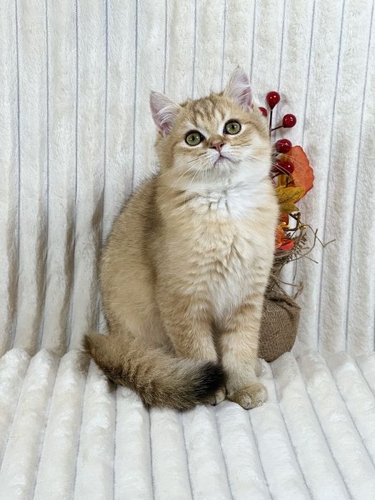 Чудове клубне золоте кошеня з документами