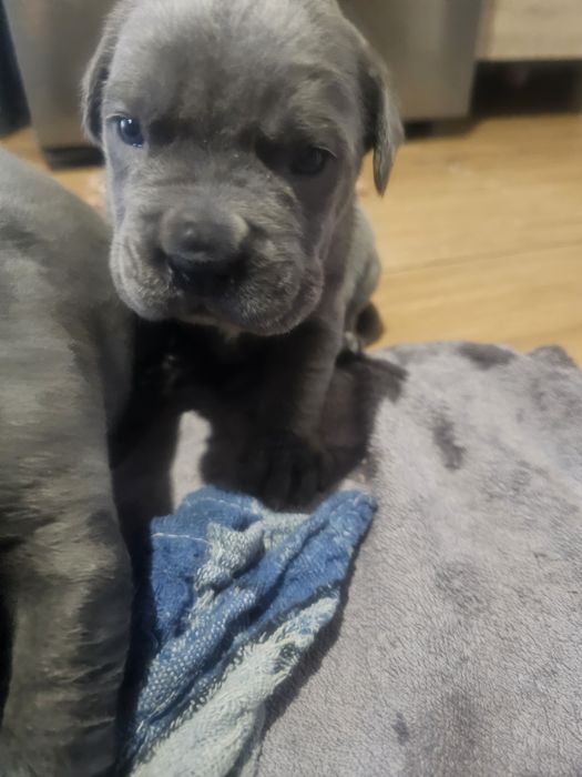 Sunia Cane Corso