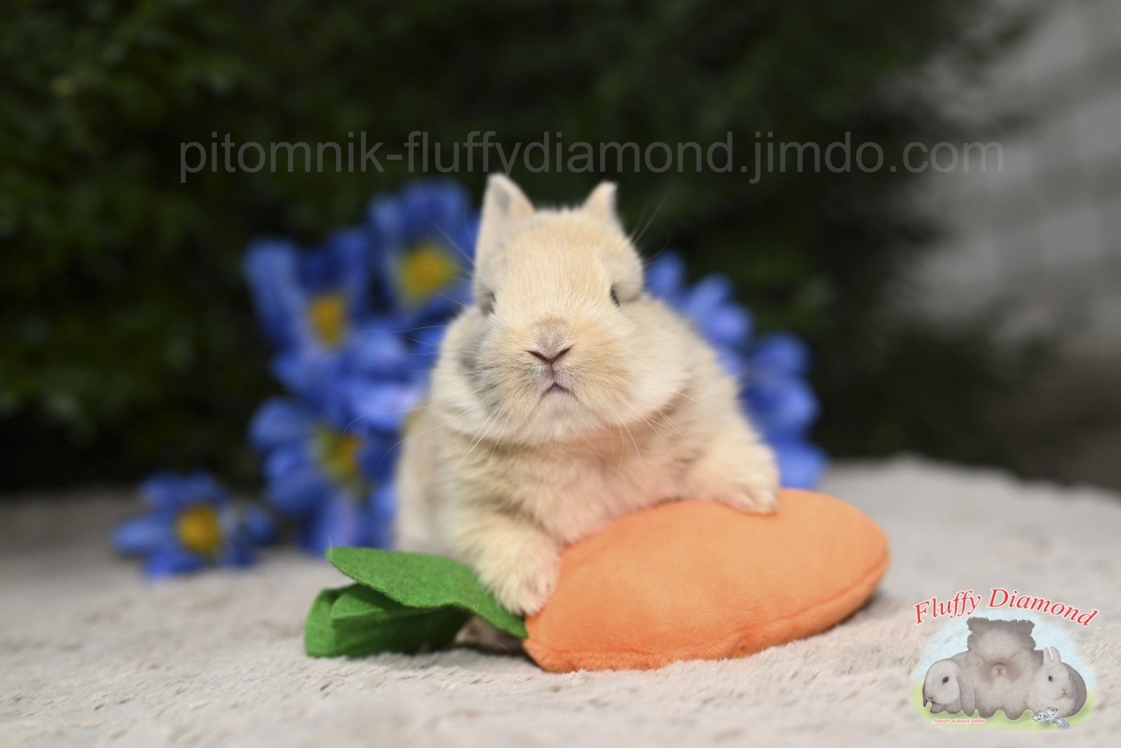 Карликові кролики породи Нідерландський карлик! Дівчатка