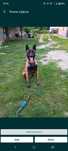 Owczarek belgijski malinois