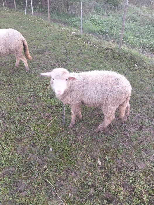Borregos criados em pasto