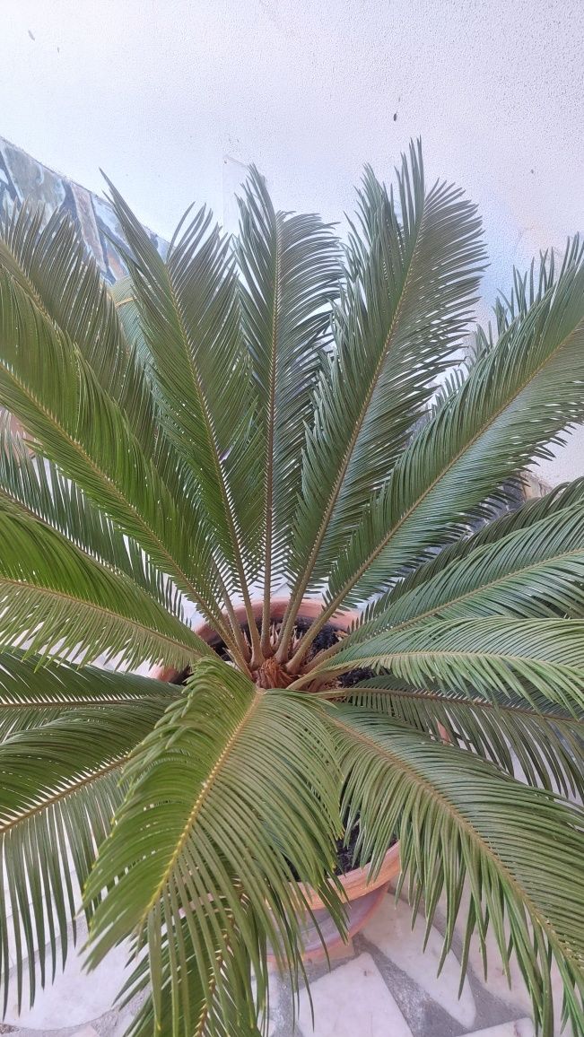 Palmeira Cycas Revoluta / Palmeira Sagu