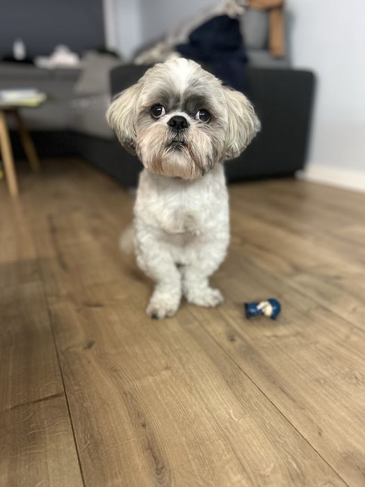 Oddam psa rasy shih tzu