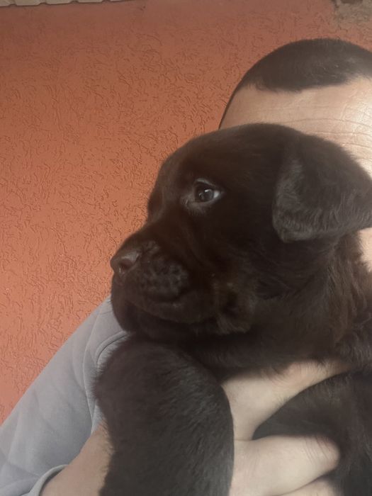 Дівчинка( темний гіркий шоколад)