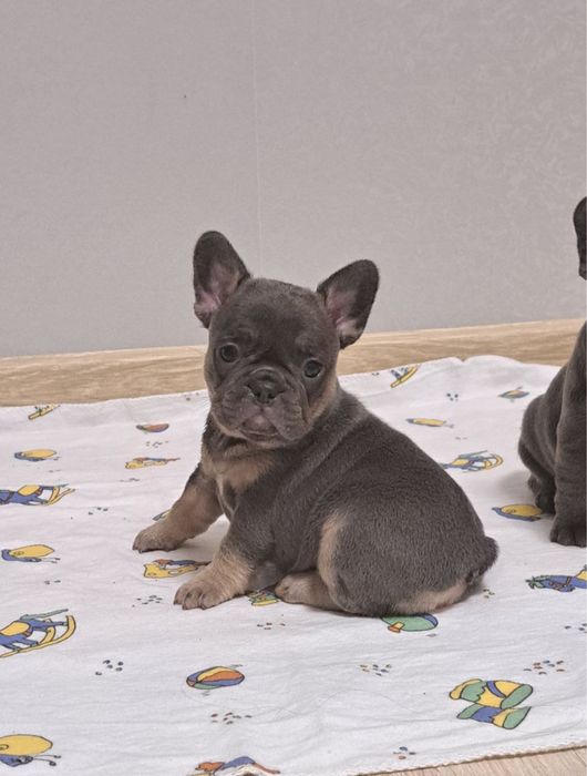 Голубенькі цуценята бульдоги