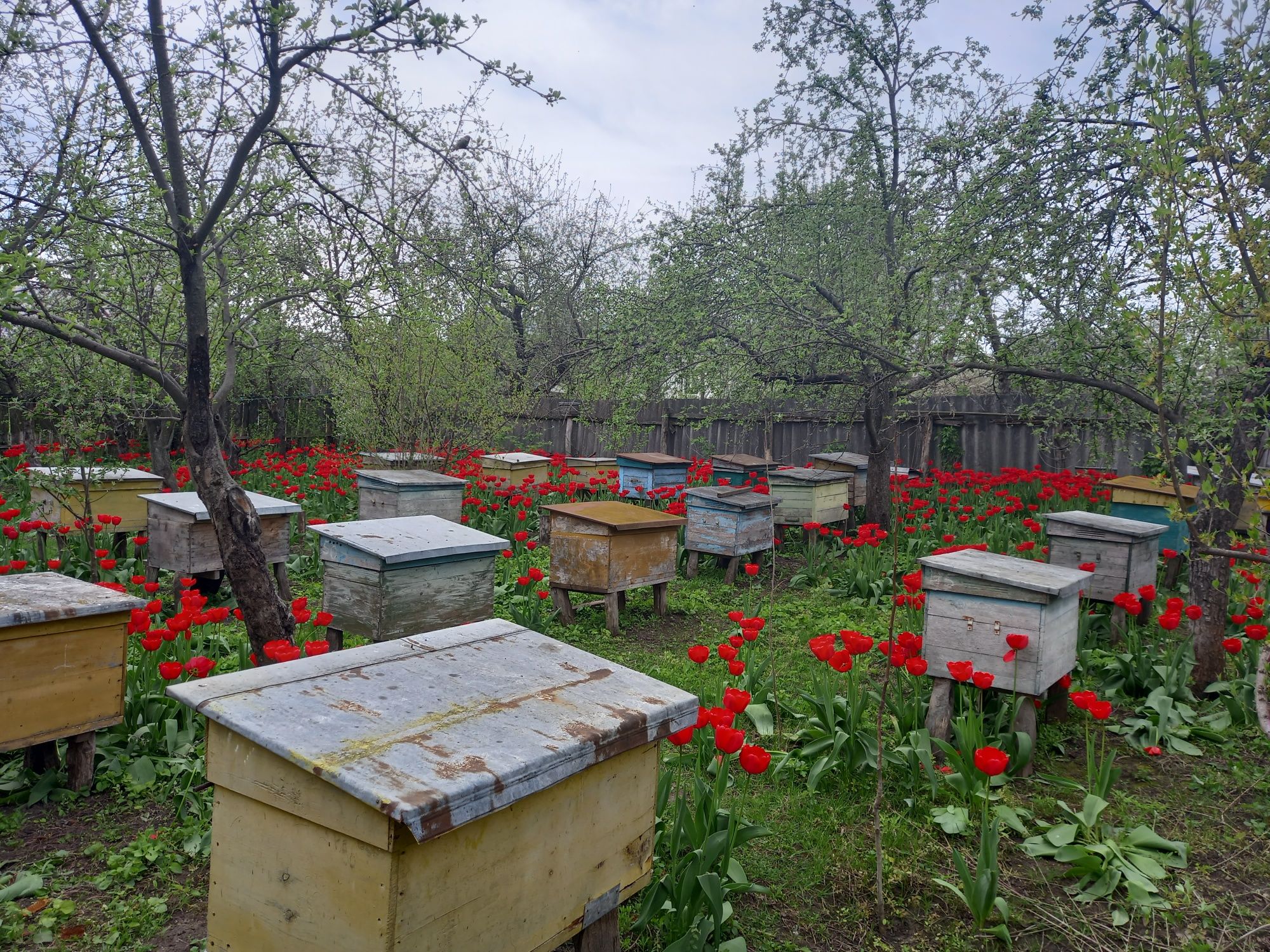 Бджолопакети бджолопродукція