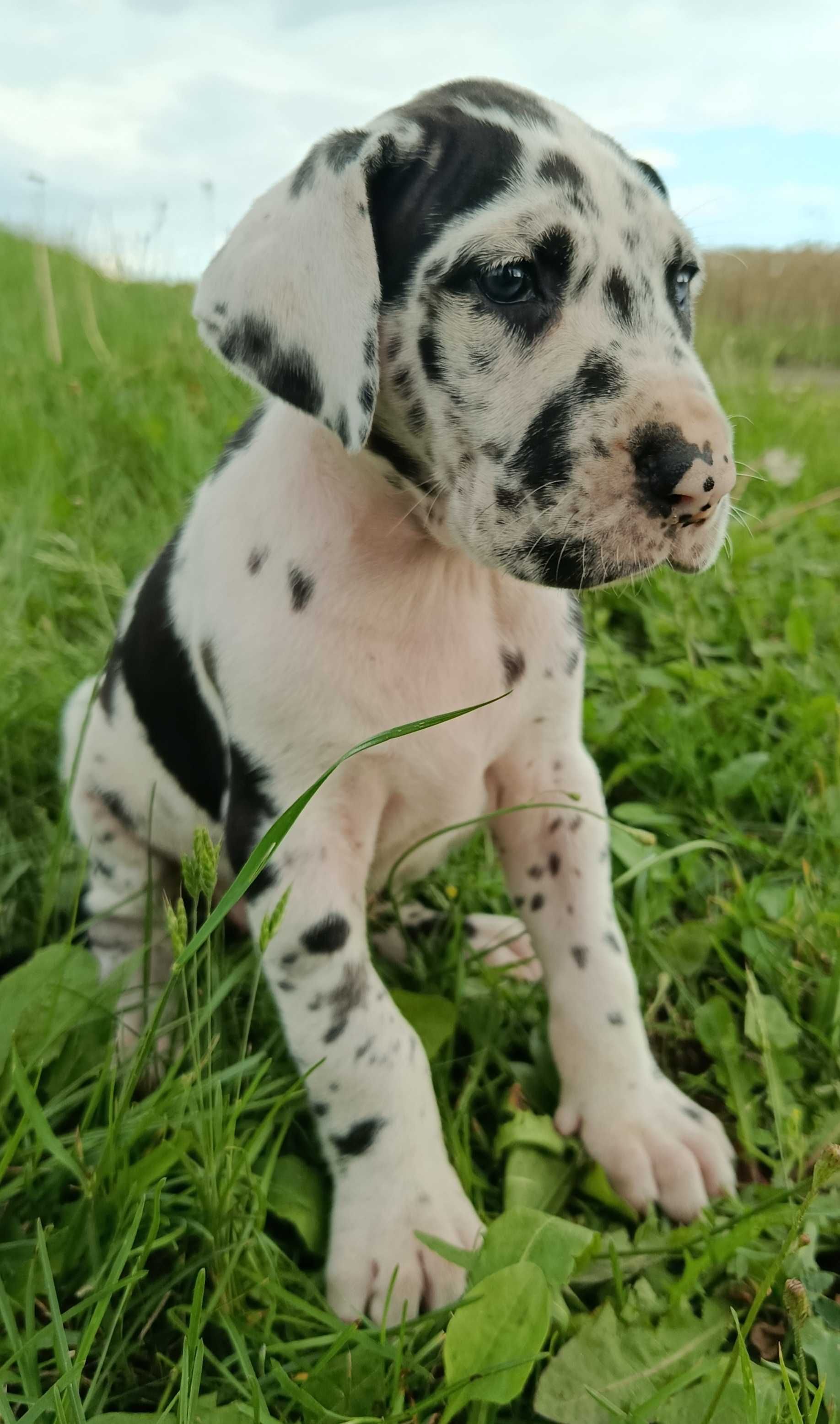 Dog niemiecki suczka