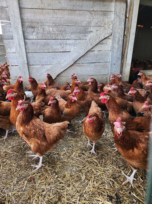 Kury Nioski Leghorn Messa Rossa z jakiem z wolnego wybiegu ! Promocja