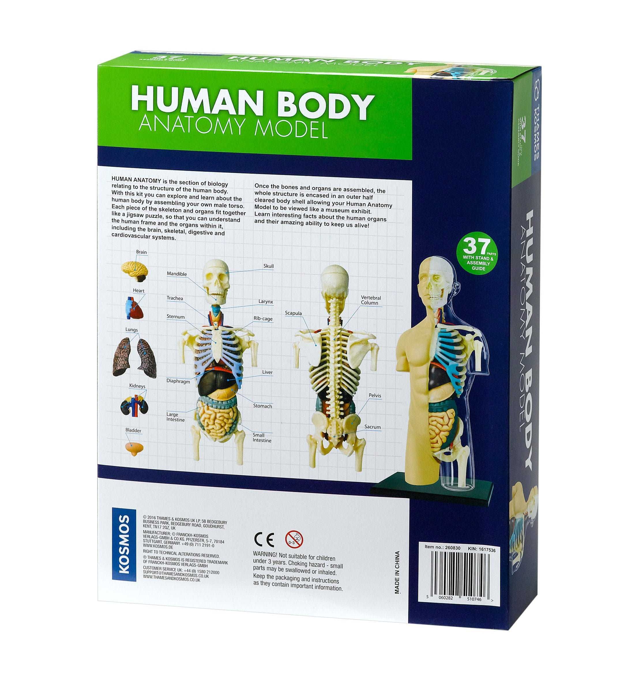 Corpo Humano Anatomia ENVIO GRATUITO