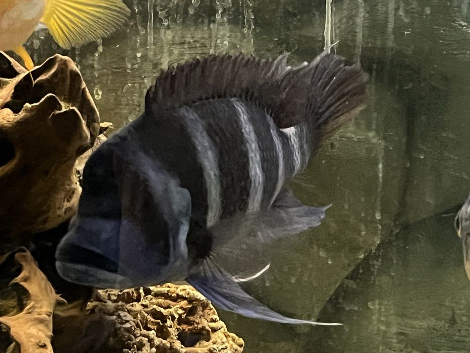 Frontosa blue Zaire samiec