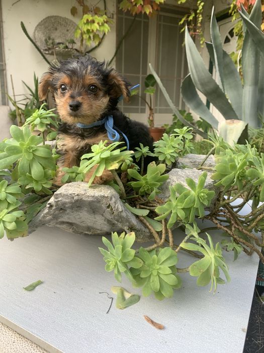 Yorkshire Terrier bebé