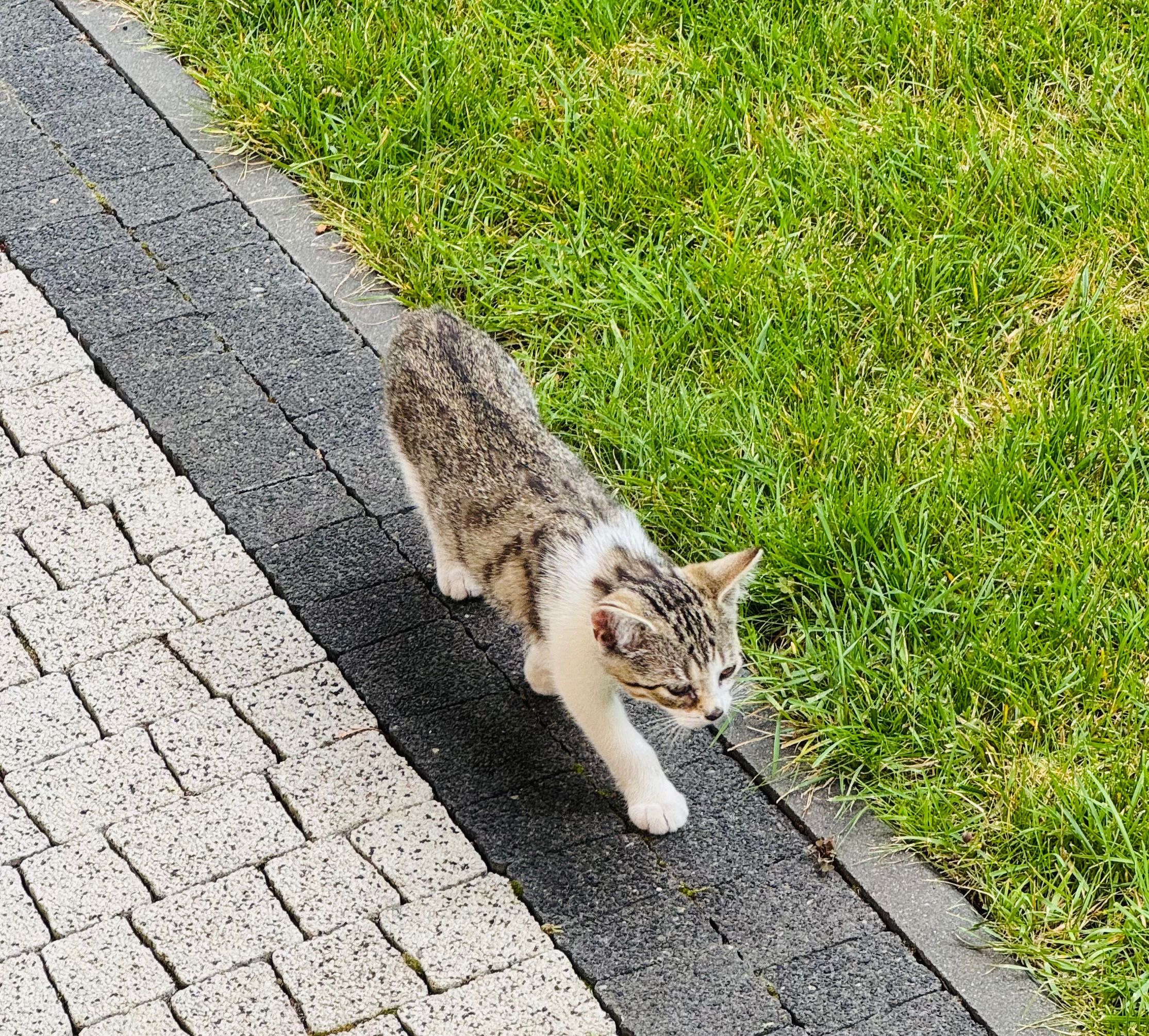 Oddam kotki w kochające ręce