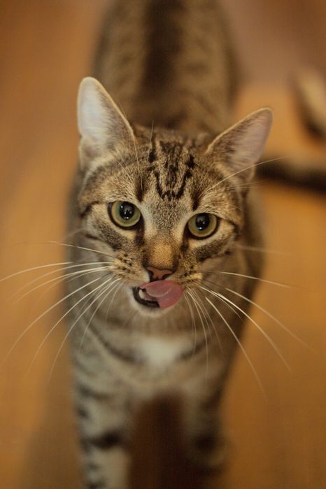 Koty szukają domów/rodzin - adopcja