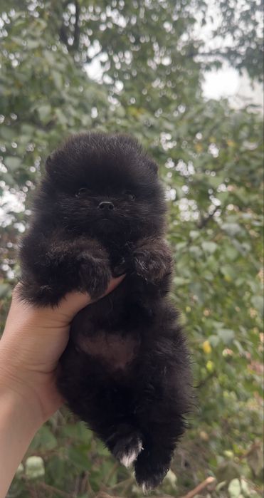Pomeranian dziewczynka czarna mini