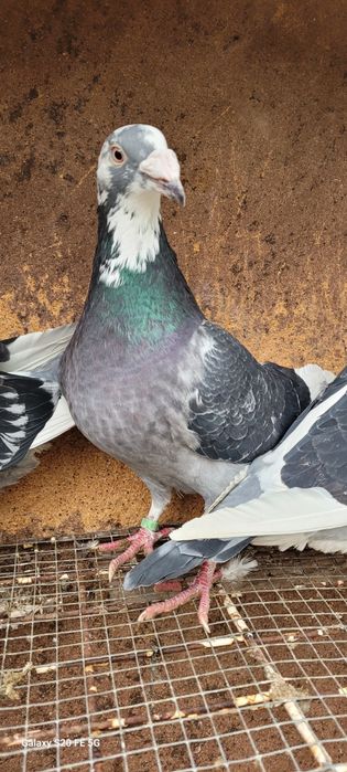 Gołębie staropolskie