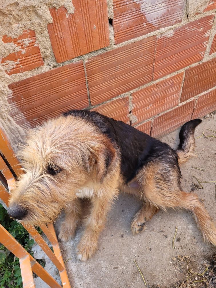 Cão Meigo (7 meses) para adoção