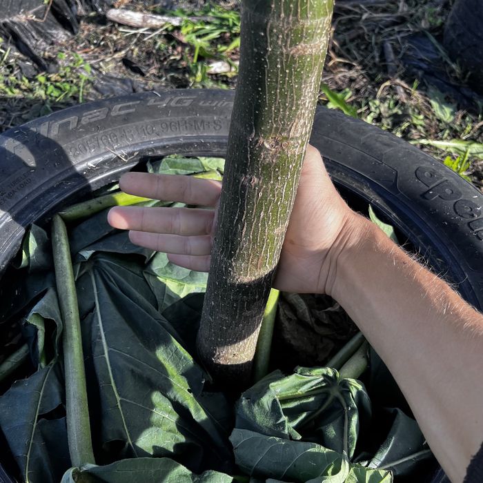 Павловнія трьохрічна промислова, Павловния 5см із Безкоштовною дост