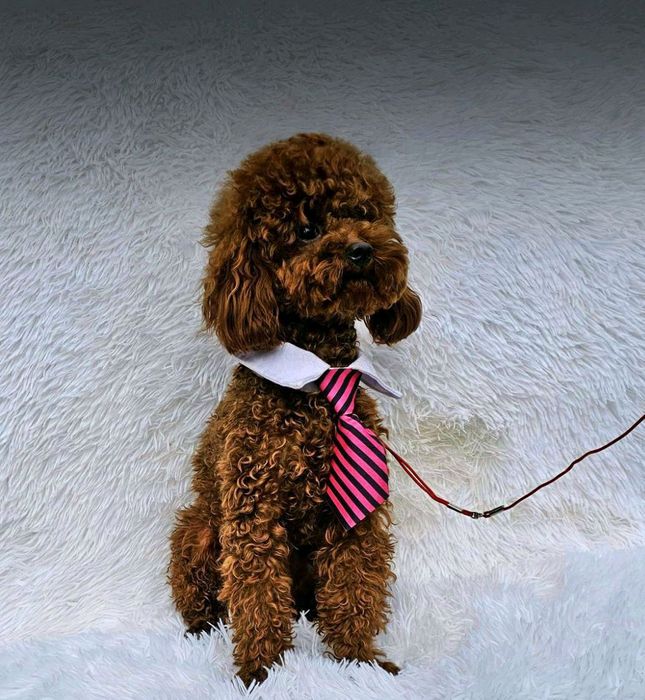 Bichpoo  Pudel mini x Bichon Frise