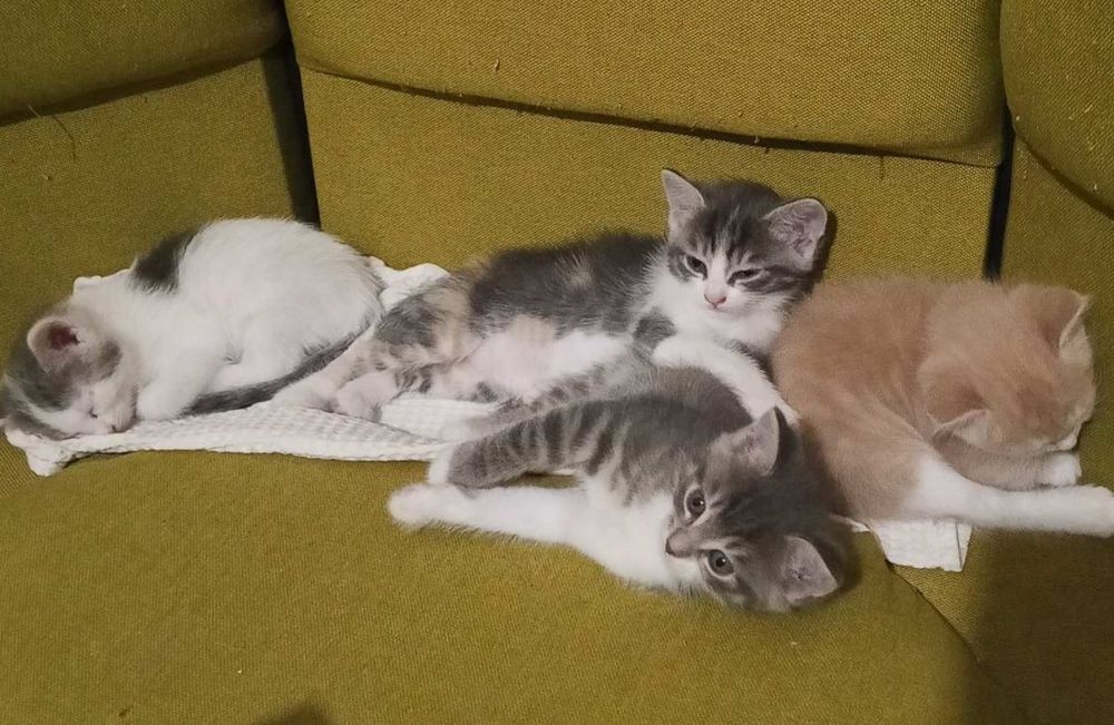 Кошенята шукають дім