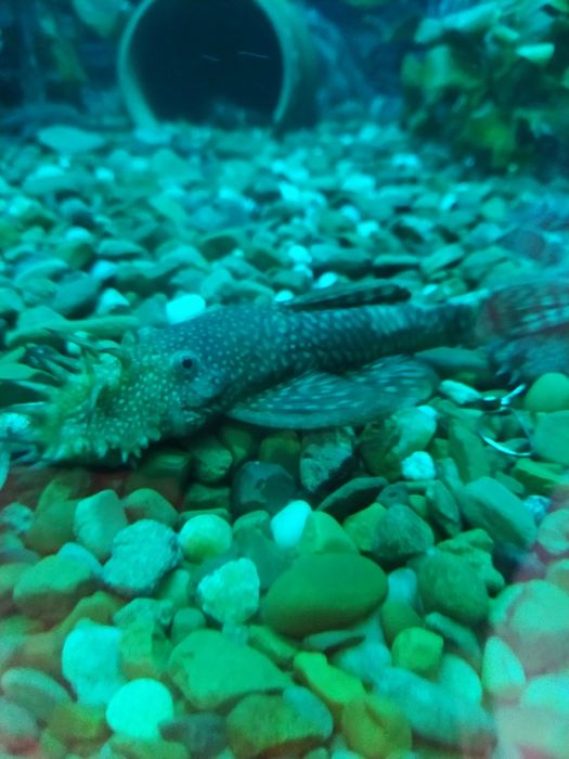 Сомики анцитрус. Акваріумна рибка.