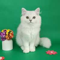 Ооочень ласковая девочка британский котенок серебристая шиншилла